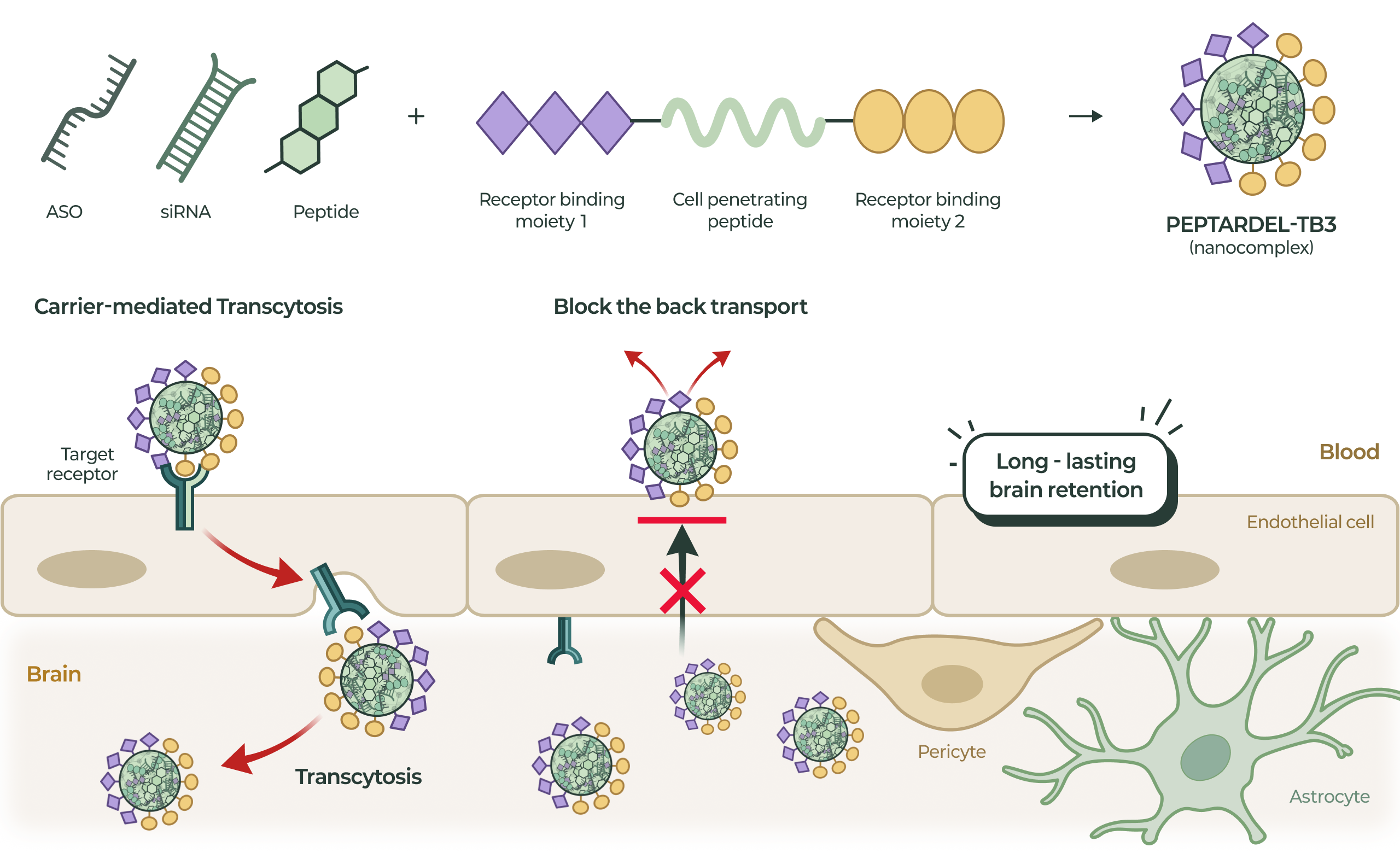PEPTARDEL-TB3 Targeted delivery to brain infographic